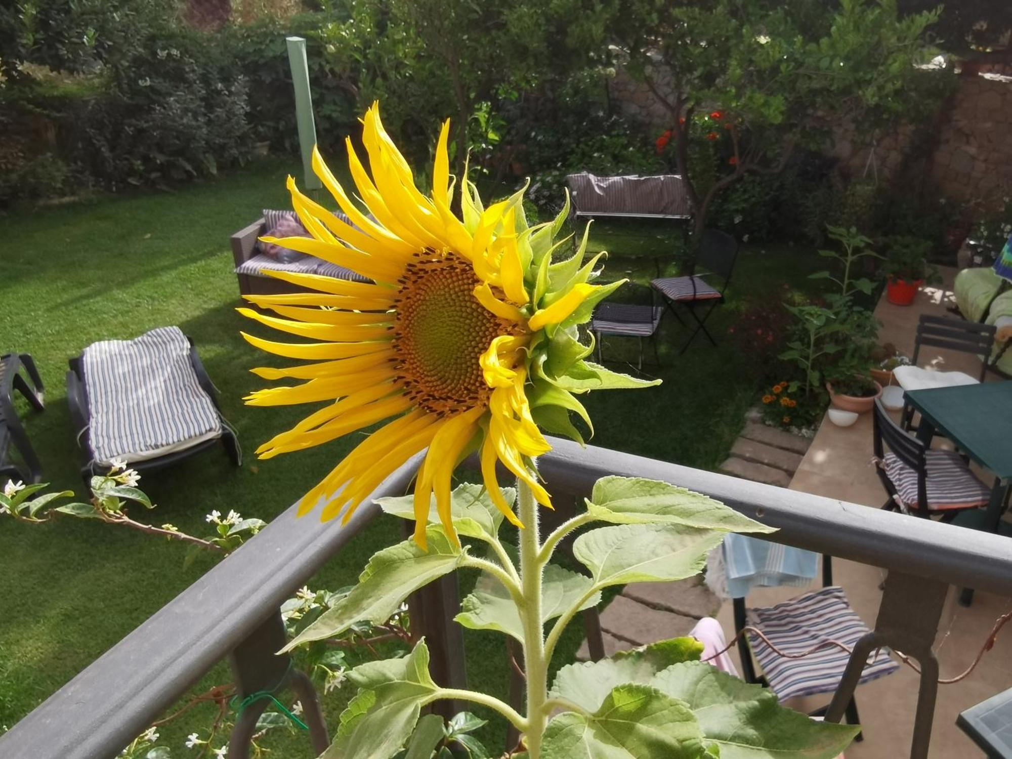 Il Giardino Di Tatiana Rooms & Breakfast La Maddalena  Zimmer foto