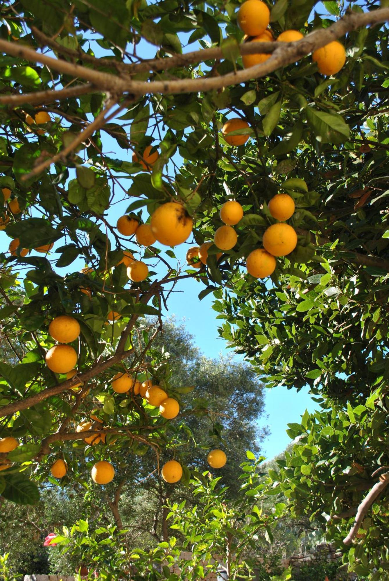 Il Giardino Di Tatiana Rooms & Breakfast La Maddalena  Zimmer foto